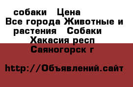 собаки › Цена ­ 2 500 - Все города Животные и растения » Собаки   . Хакасия респ.,Саяногорск г.